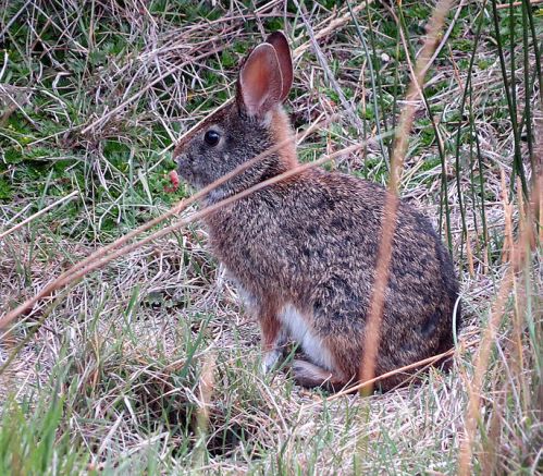 Cute as any rabbit, the tapeti is also well camouflaged. Photo by Dick Culbert.