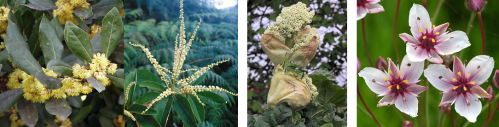 (From left to right) The bay laurel (Laurus nobilis) and the western clethra (Tinus occidentalis, now Clethra mexicana) were in the order Enneandria Monogynia; the rhubarb (Rheum rhabarbarum) was in the order Enneandria Trigynia; and the flowering rush (Butomus umbellatus) was in the order Enneandria Hexagynia. Credits to Júlio Reis (laurel), Christian Fischer (flowering rush), and Wikimedia user Rasbak (rhubarb).