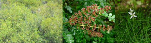 These were the only three species in the order Octandria Digynia (from left to right, top to bottom): African galenia (Galenia Africana), pinnate weinmannia (Weinmannia pinnata), common moss-sandwort (Moehringia muscosa). Credits to Wikimedia user Jklaasen (galenia), Stan Shebs (weinmannia).