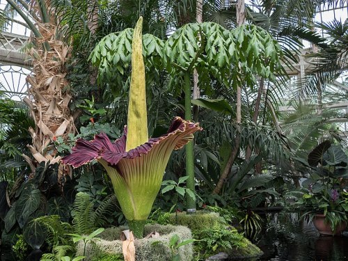800px-corpse_flower_287119829a